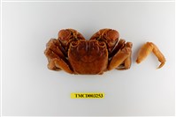 藏品(帝王仿相手蟹)的圖片